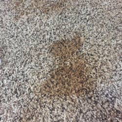 dark brown stain on a carpet