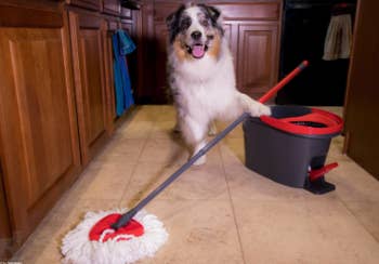 a dog with the mop and bucket