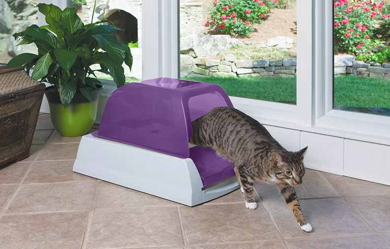 Cat walking out of automatic litter box with cover 