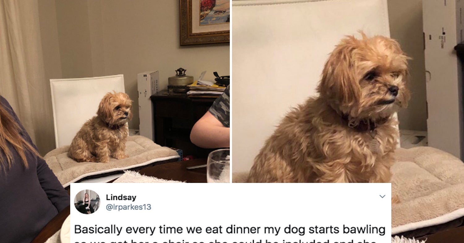 18 Of The Best Dog Posts From The Last TWO WEEKS