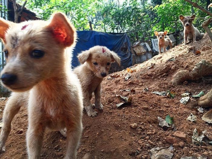 インドで子犬に噛まれた女性、帰国後に狂犬病を発症して死亡