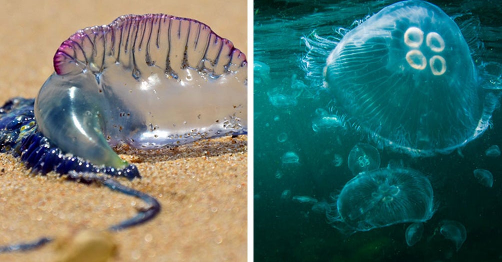 Australia Is Experiencing Some Jellyfish Problems Right Now. Here's