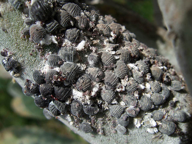 Carmine a type of red food dye that is made from from cochineal insects. These small beetle-like bugs are dried and dunked in an alcohol solution to create carminic acid, a bright red pigment.