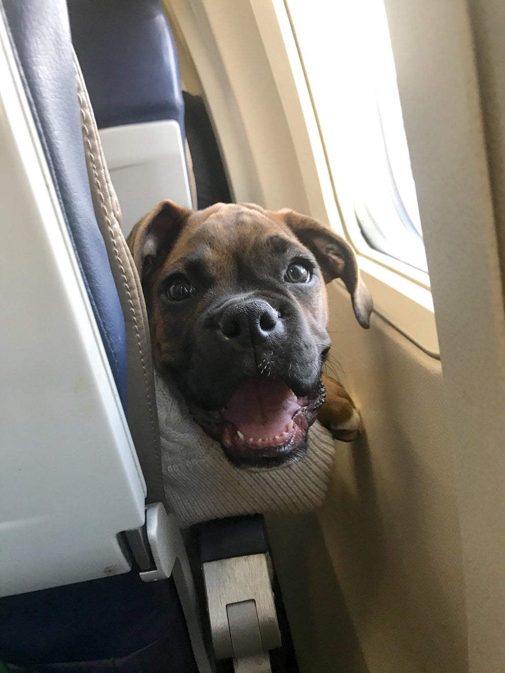 22 Reasons Dogs Should Never Be Allowed On Airplanes