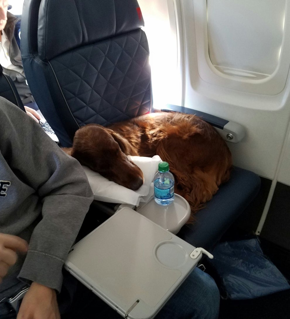 22 Reasons Dogs Should Never Be Allowed On Airplanes