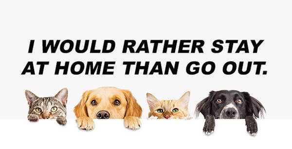 Are You A Cat Or A Dog