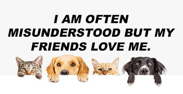 Are You A Cat Or A Dog