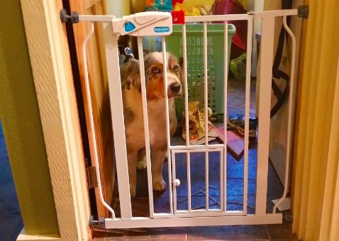 reviewer&#x27;s dog looking sad behind a baby gate in a doorframe