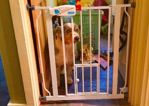 reviewer's dog looking sad behind a baby gate in a doorframe