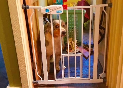 reviewer's dog looking sad behind a baby gate in a doorframe