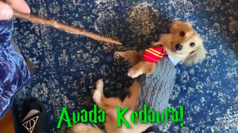 Remus 2025 the doxie