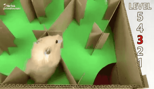 This Hamster Going Through A Five Level Maze Will Be The Best Two Minutes Of Your Life