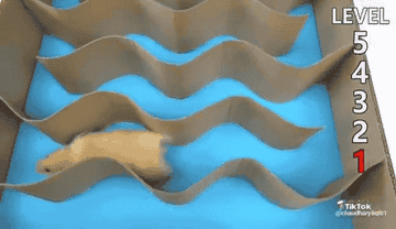 This Hamster Going Through A Five Level Maze Will Be The Best Two Minutes Of Your Life