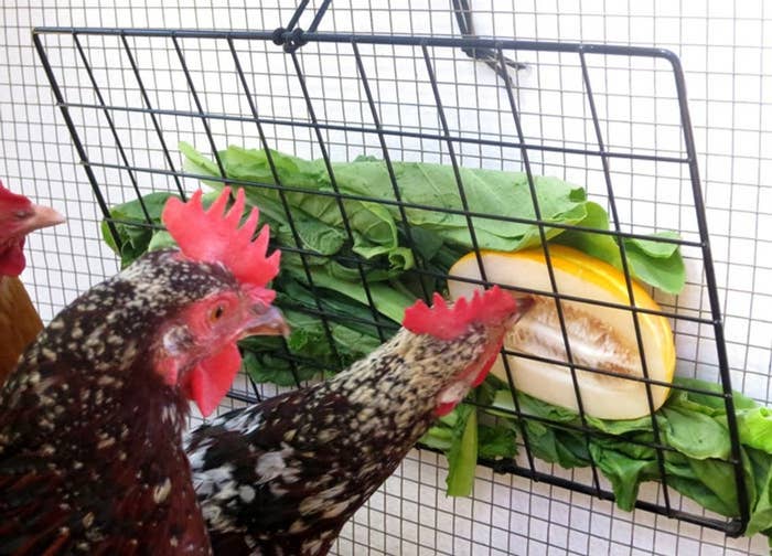 28 Cheap And Clever Diys For People Who Raise Chickens