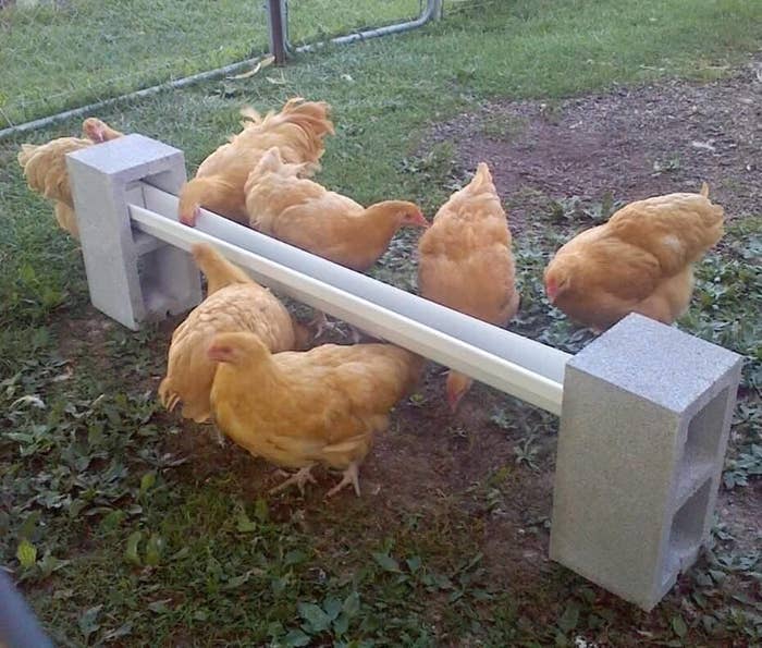 28 Cheap And Clever Diys For People Who Raise Chickens