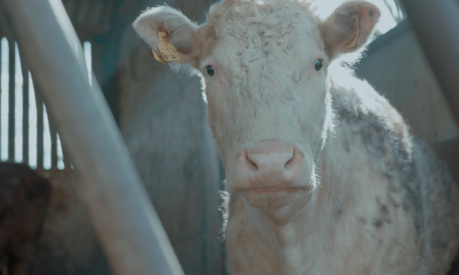 Winner: 73 Cows (Alex Lockwood)Bachelor (38 Angela Clarke)The Blue Door (Ben Clark, Megan Pugh, Paul Taylor)The Field (Sandhya Suri, Thomas Bidegain, Balthazar de Ganay)Wale (Barnaby Blackburn, Sophie Alexander, Catherine Slater, Edward Speleers)