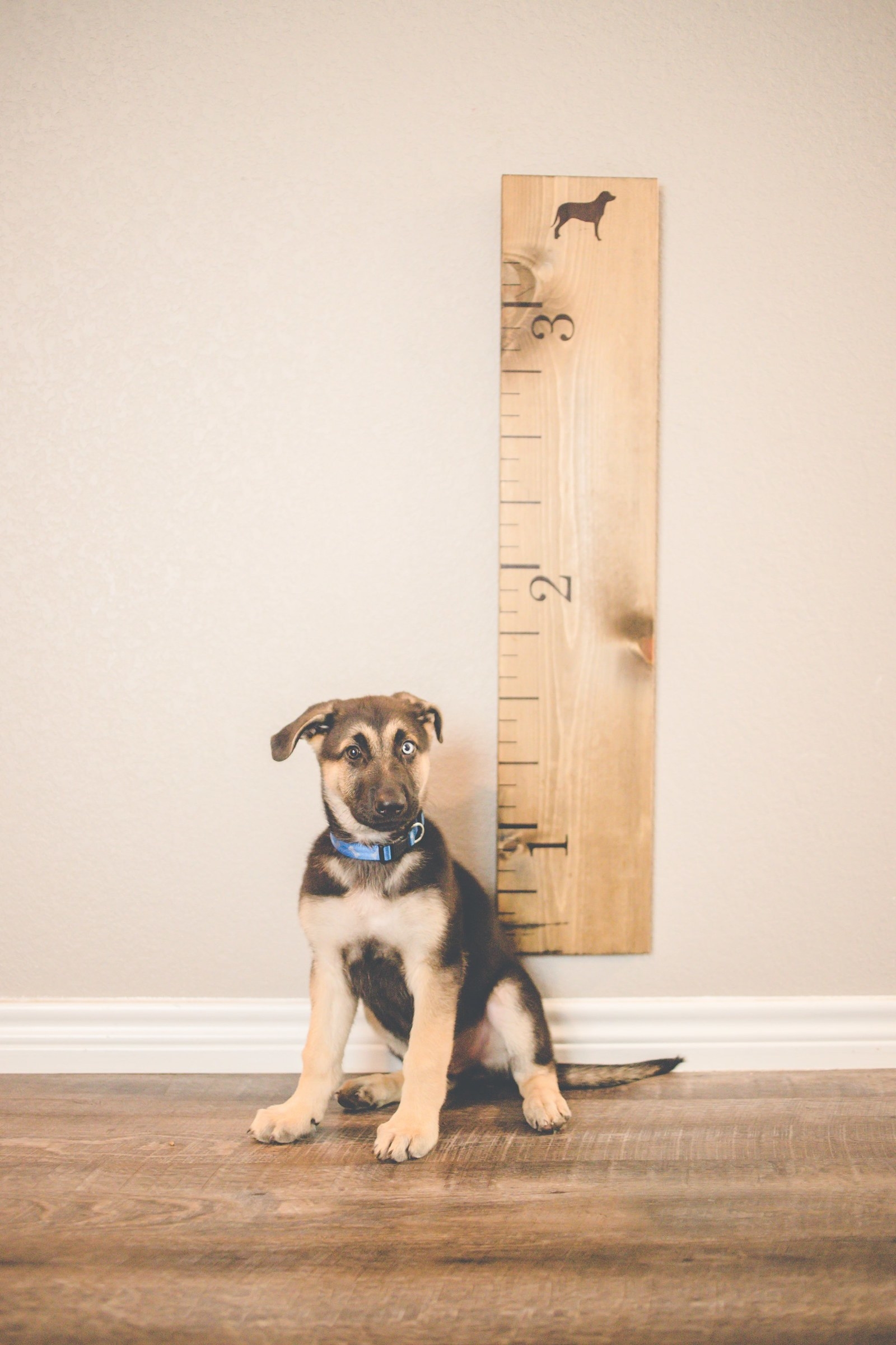 Puggle Growth Chart