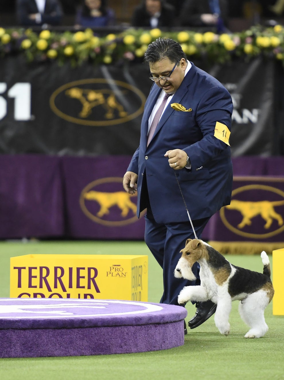 King The Wire Fox Terrier Won Best In Show At Westminster But They Were