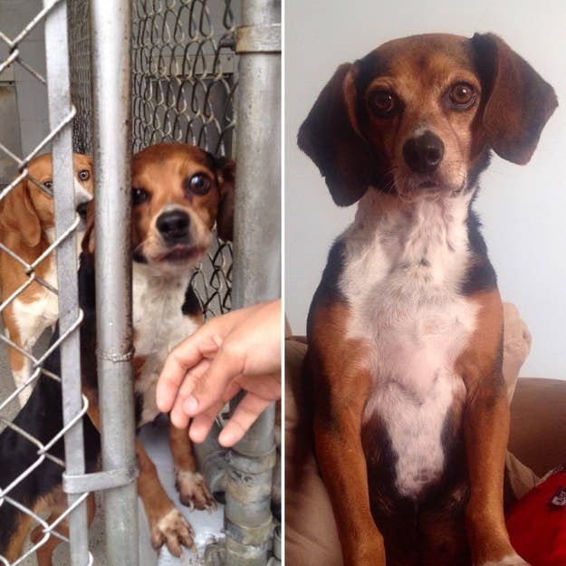 28 Pet Rescue Stories That'll Melt Your Heart