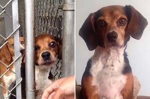 28 Animal Adoption Stories That'll Make You Wanna FaceTime Your Pet Immediately