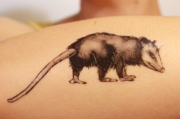 Lux on Twitter Everybodymeet Bernadette tattoo possumtattoo possum  httpstco1hZUqOm1yt  Twitter