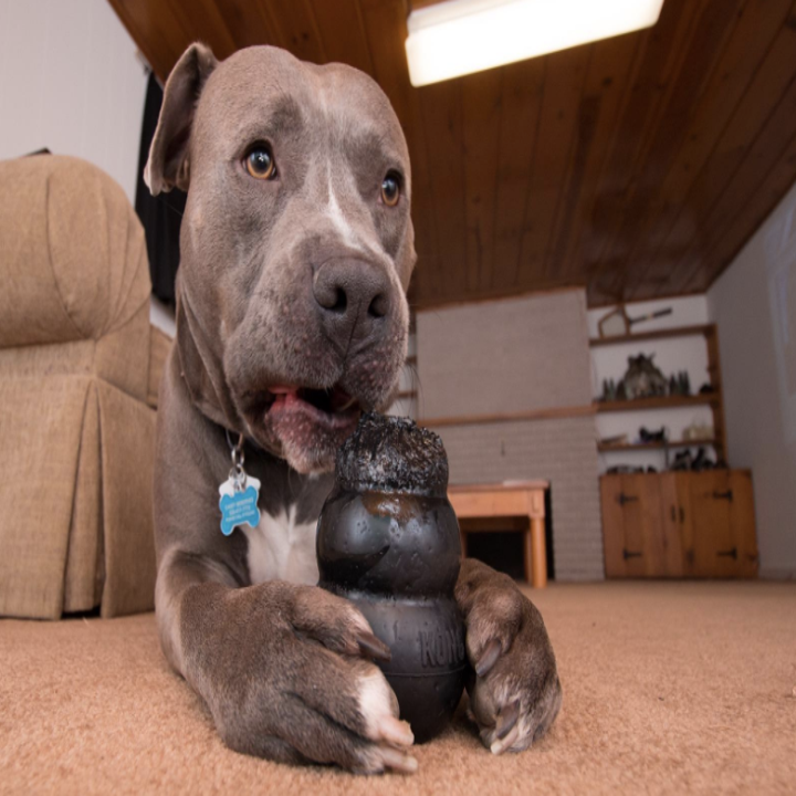 30 Things You Will Want If You Have A Pet