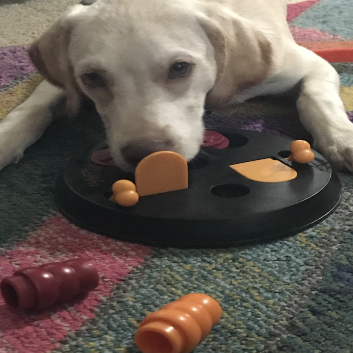 30 Things You Will Want If You Have A Pet