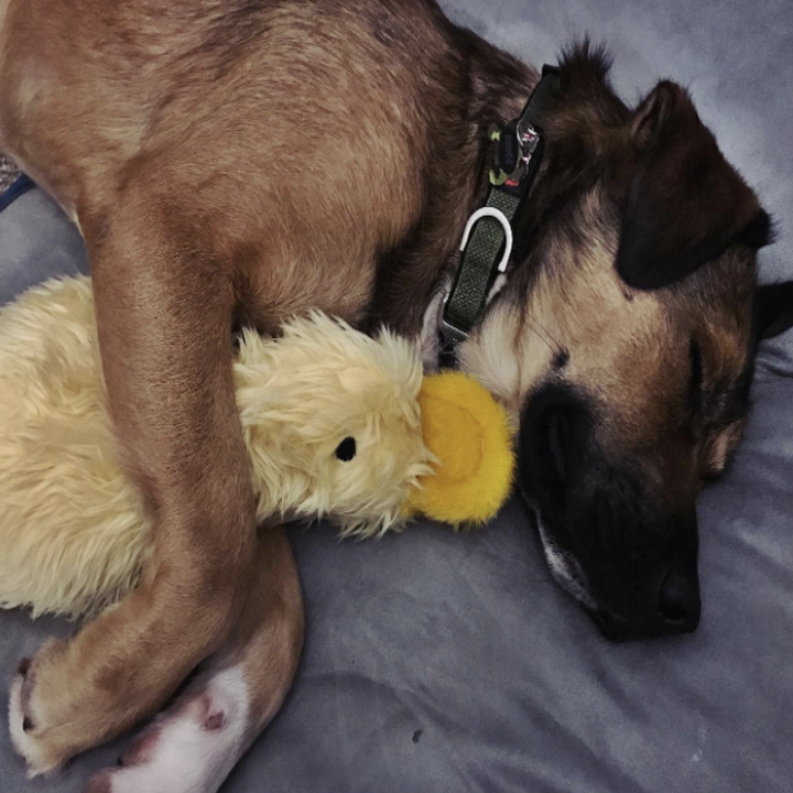 30 Things You Will Want If You Have A Pet