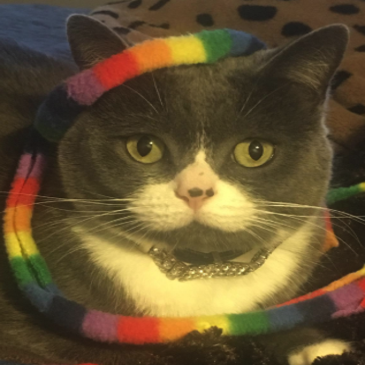 30 Things You Will Want If You Have A Pet