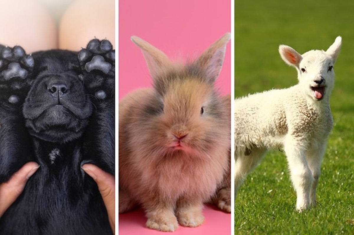 Here Are 13 Baby Animals That You Can Virtually Pet, If That's The Kind Of  Thing You Need Right Now