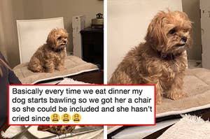 25 Wholesome Tweets That Prove Once And For All That We Do Not Deserve Dogs