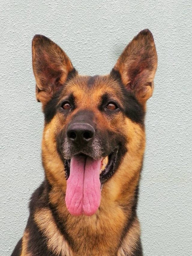 自衛隊基地を守った一頭の犬 隊員たちと涙の別れ