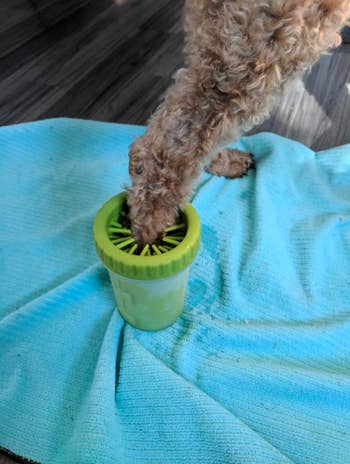 dog paw dipping into the washer, a cup filled with water that's also lined with silicone bristles 