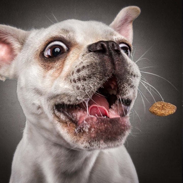 a page from inside of the book of a dog about to catch a treat