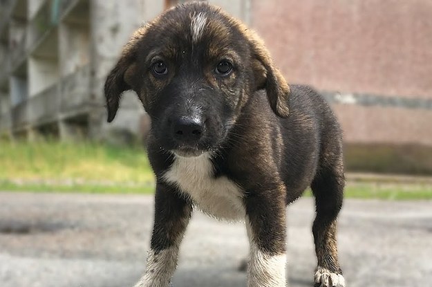 Chernobyl Nuclear Disaster Puppies Are Being Adopted By US Families Chernobyl Nuclear Disaster Puppies Are Being Adopted By US Families