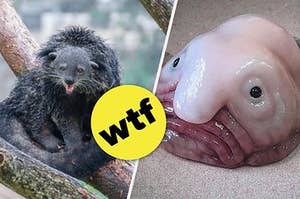 15 Pics Of Unusual Animals That Will Make You Say "Wait What IS That?"