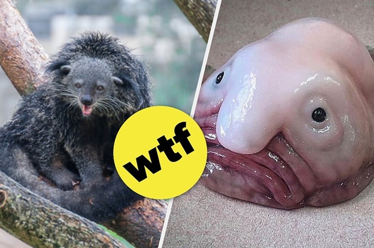 15 Weird Animals You Probably Didn't Even Know Existed