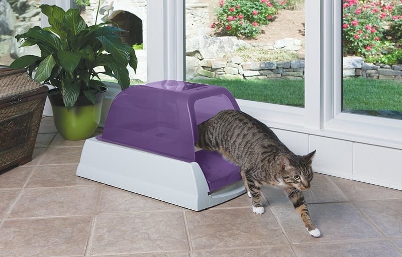 A cat exiting a purple domed litter box