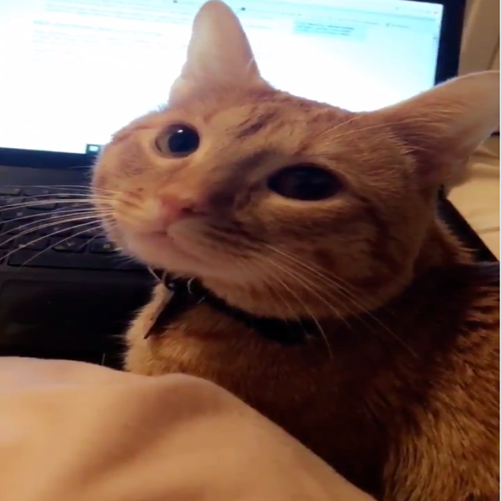 This Cat Figured Out How To Open A Closed Door Like A Person And