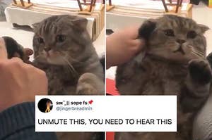 14 Cat Posts From This Week That'll Make You Wanna Cradle Your Cat Like A Human Baby