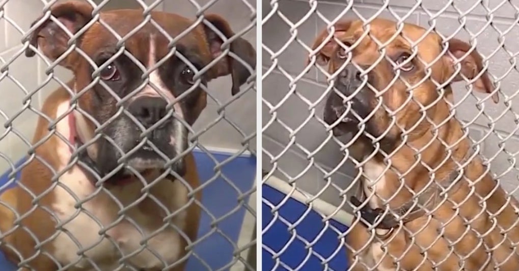 飼い主がペットの2頭の犬に噛み殺された 犬はその後 安楽死に