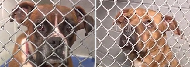 飼い主がペットの2頭の犬に噛み殺された 犬はその後 安楽死に