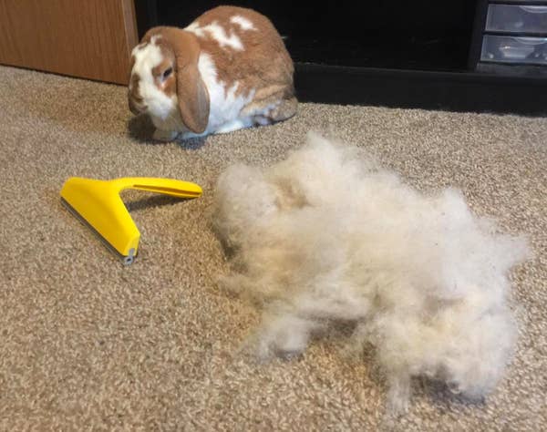 22 Things That Ll Help You Get Each And Every Strand Of Pet Hair