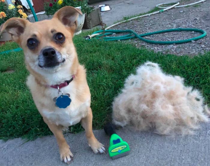 Promising review: "Works great and helps keep the fur off my wood floors. My pup didn't like it at first so I gave her lots of treats and now she loves it." —Elizabeth Miller Get it from Amazon for $17.99+ (available for long- or short-haired dogs, and in sizes XS to giant).