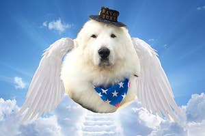 Duke The Minnesota Dog Mayor Has Died, So Today, We Mourn