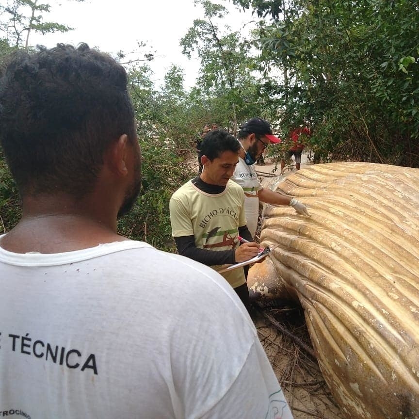 A Humpback Whale Was Found Dead In A Brazil Jungle