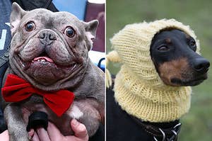 Style Your Dog And We'll Tell You If You're An Introvert Or An Extrovert