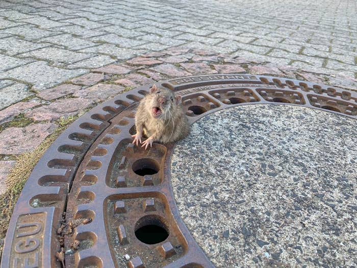 マンホールにはまったネズミを救出するため 消防隊員が出動した