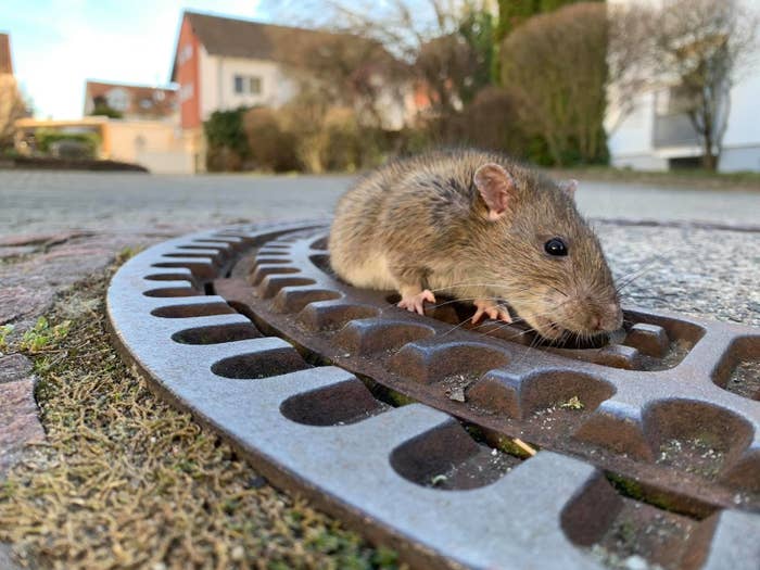 マンホールにはまったネズミを救出するため 消防隊員が出動した