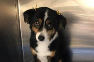 15 Very Goob Dog Posts From This Week That You'll Wanna Show Your Own Dog Immediately